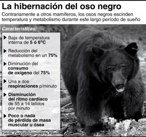Hibernacion del oso negro.